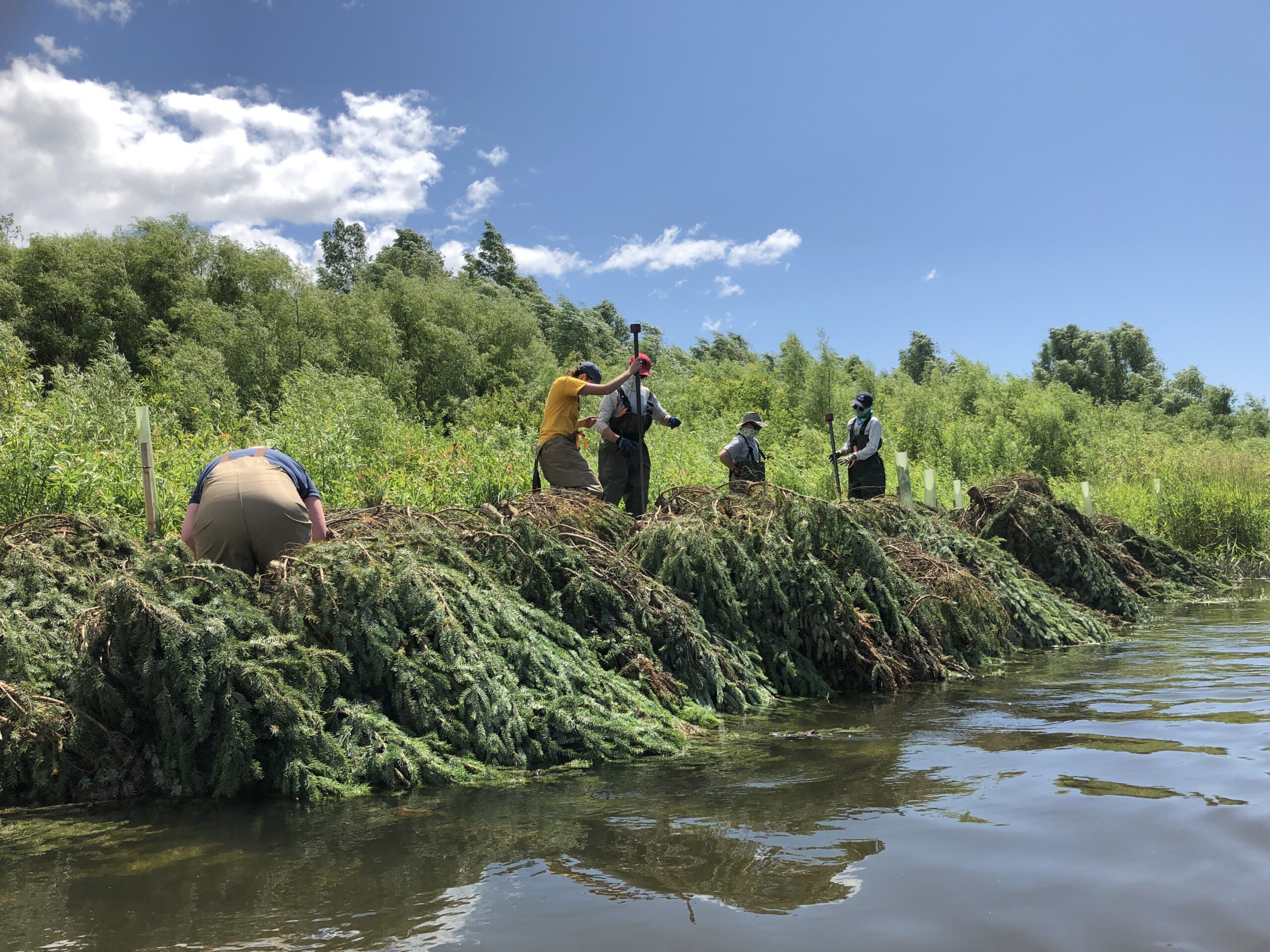 Volunteers installing trees along the river side