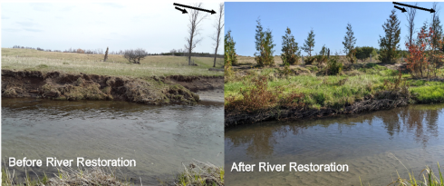 Before and after river restoration